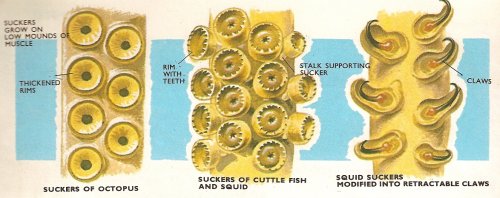 types of cephalopod suckers