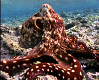 octopus