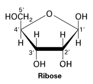 ribose