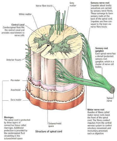 spinal cord